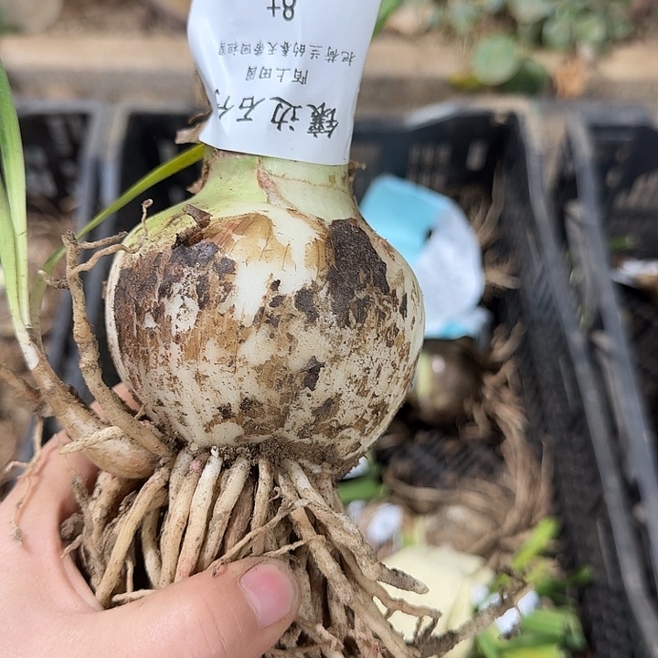 朱顶红镶边石竹8厘米