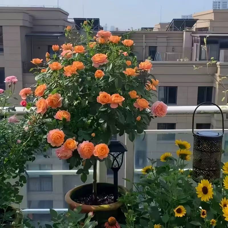 【月季棒棒糖】盆栽带花苞四季开花阳台庭院花园地栽耐寒耐热