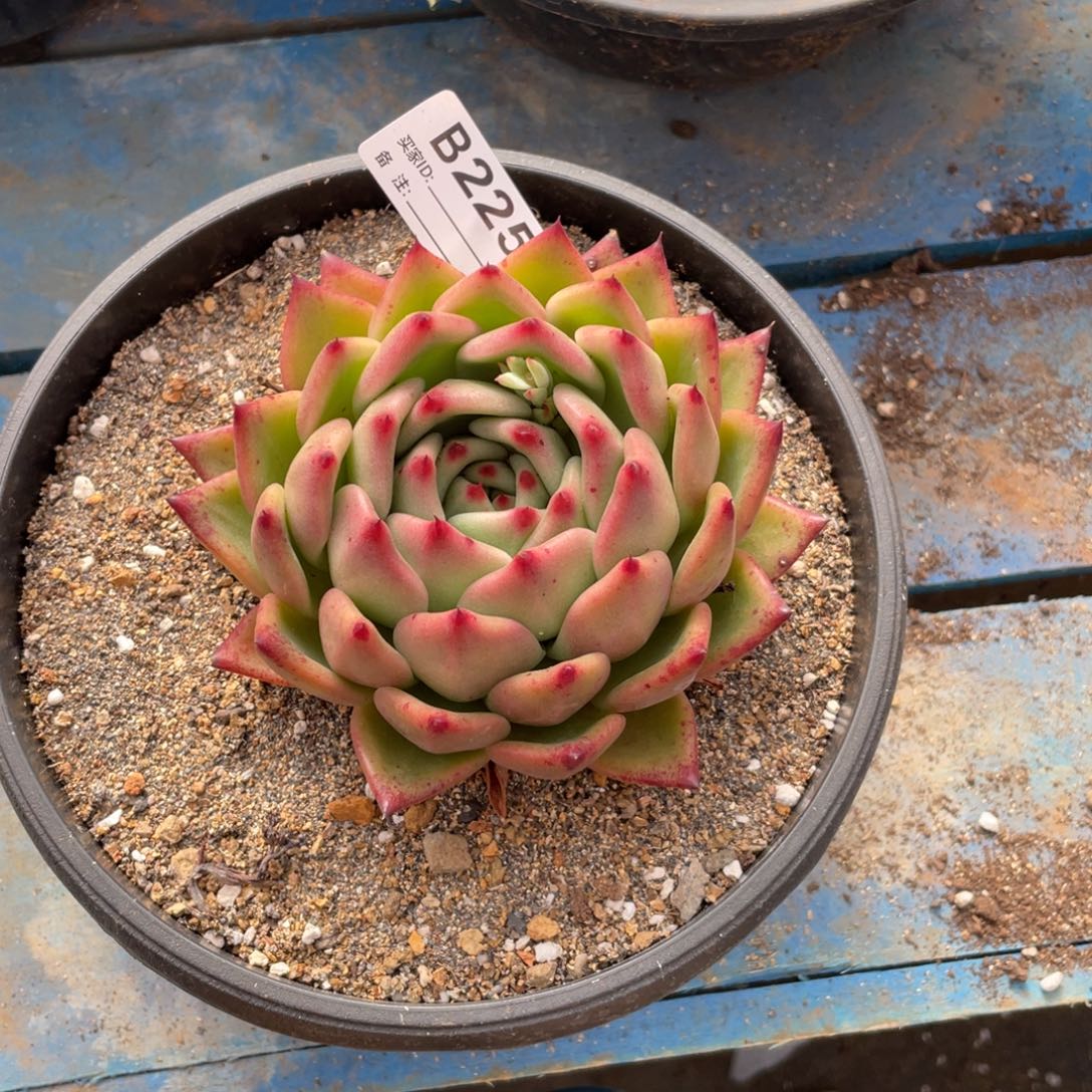 无花朵若如东云单拍B225