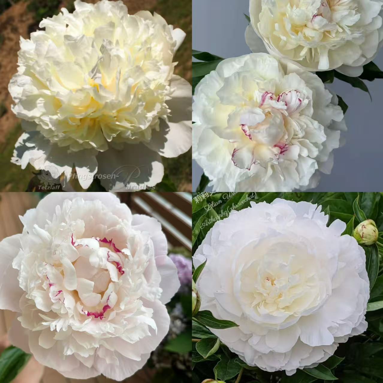 【进口芍药种苗-新品种1】 地栽种植 秋季裸根发苗 包对版