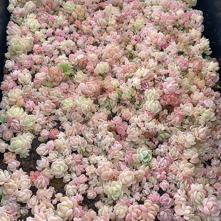 170 多肉植物盆栽花卉植物