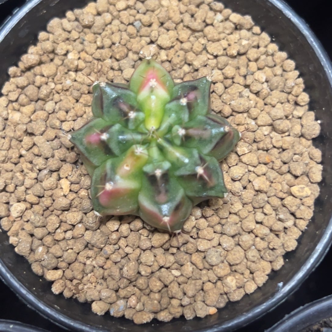 米哈锦侧芽自根带盆土发货2