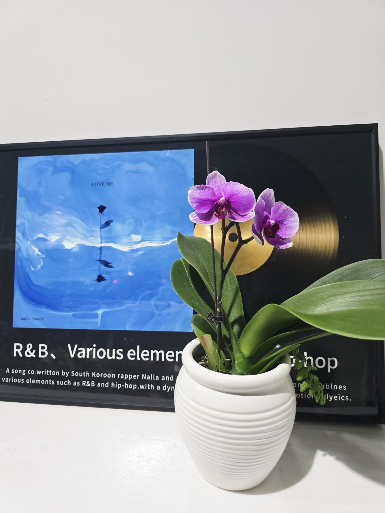 塔塔开【稀有变异！超级宝贝】3.0寸杯蝴蝶兰带花带花苞开花株发货