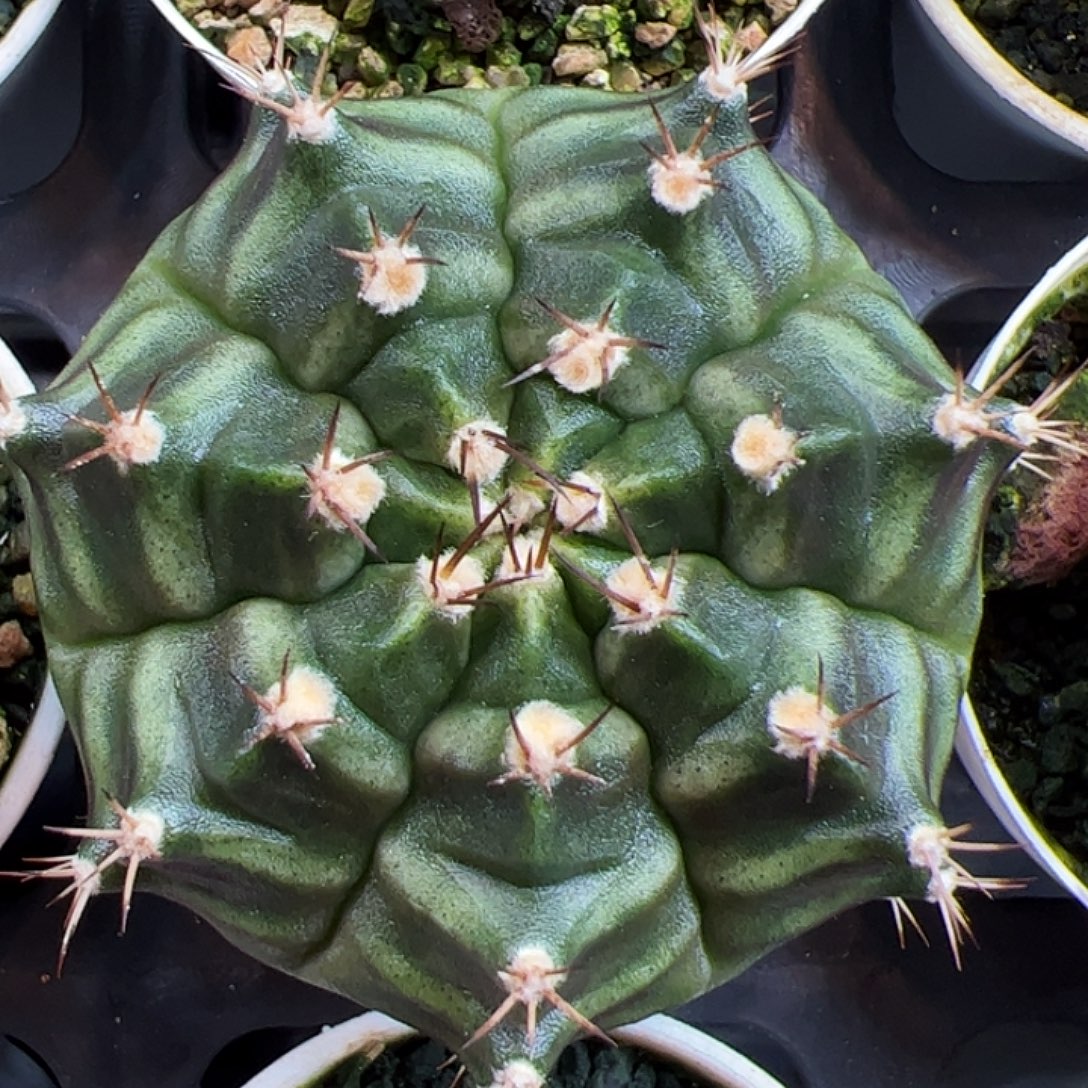 当前无花朵，栽培后可花朵