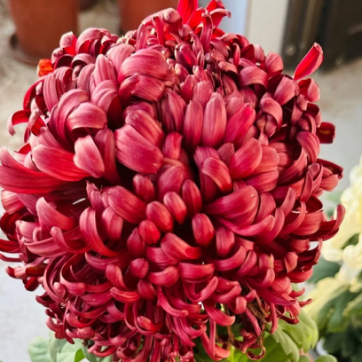 醉墨淋漓菊花可阳台可地载