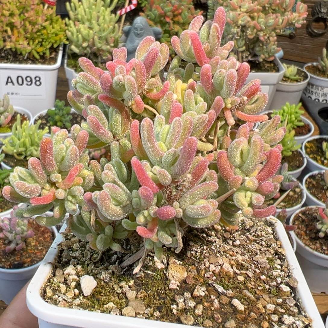 23-081枝干橙叶白锦带黄锦七方盆