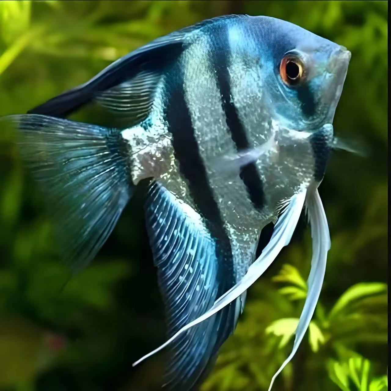 蓝魔鬼鱼神仙燕鱼热带观赏鱼