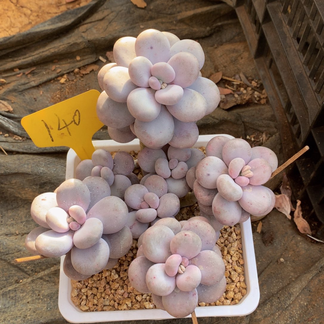 奶酪8282828282828771727