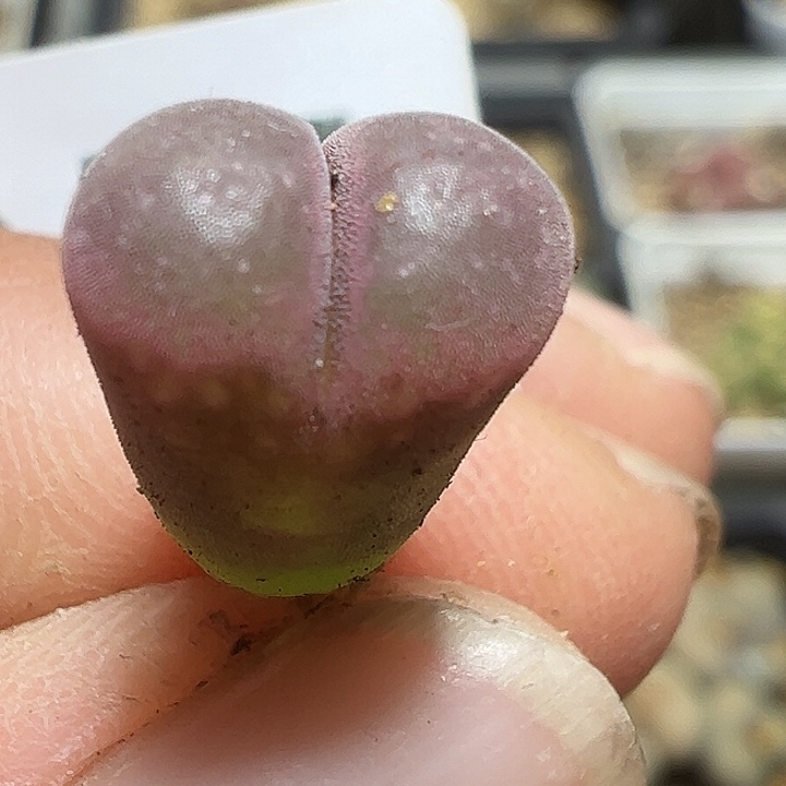 107号福利风铃多肉植物