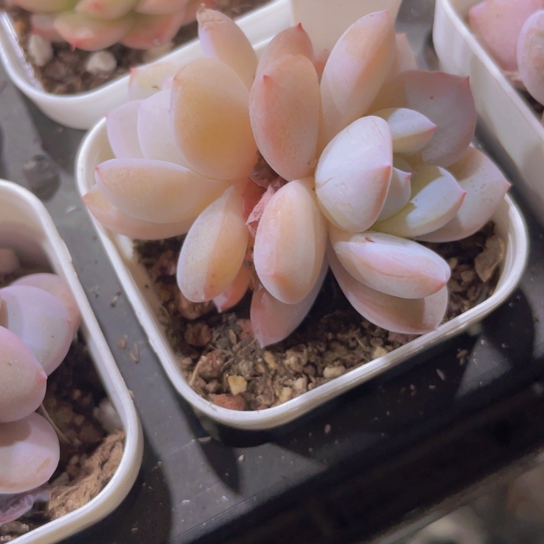 凤澄a045一物一拍