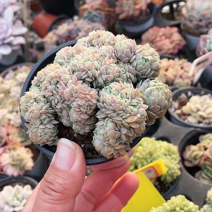 羊脂球缀2555555555555