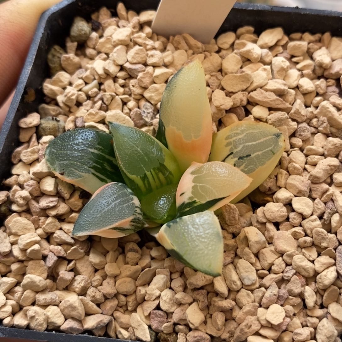 199丘比特多肉植物