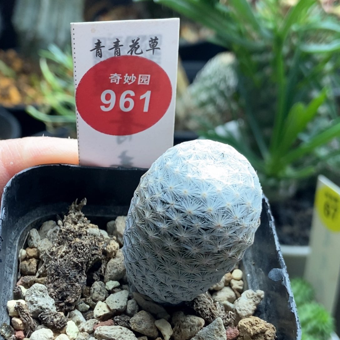 实生白鸟2.4cm一棵仙人球