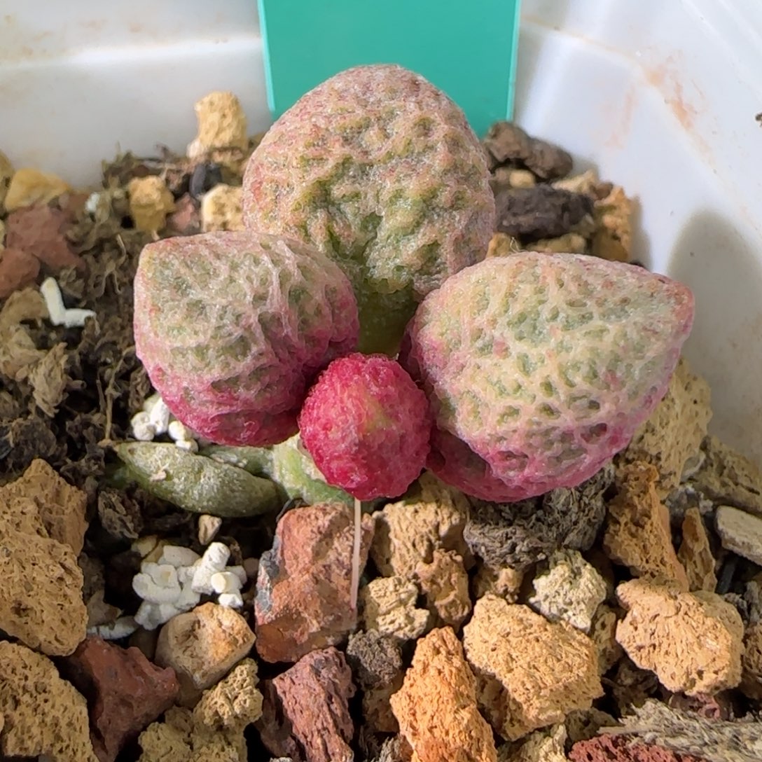 编号110母本欣赏发发发