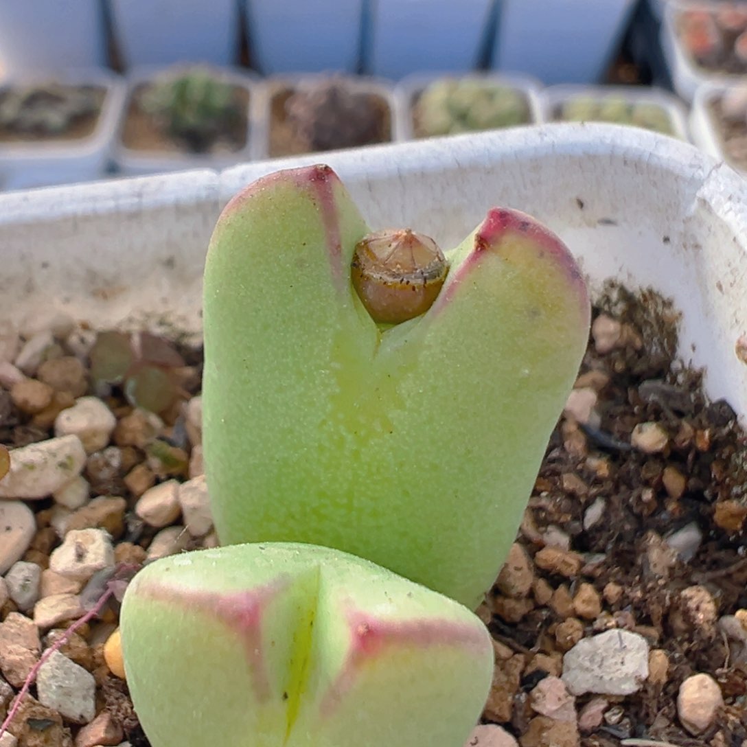 93多肉植物百科秋红将