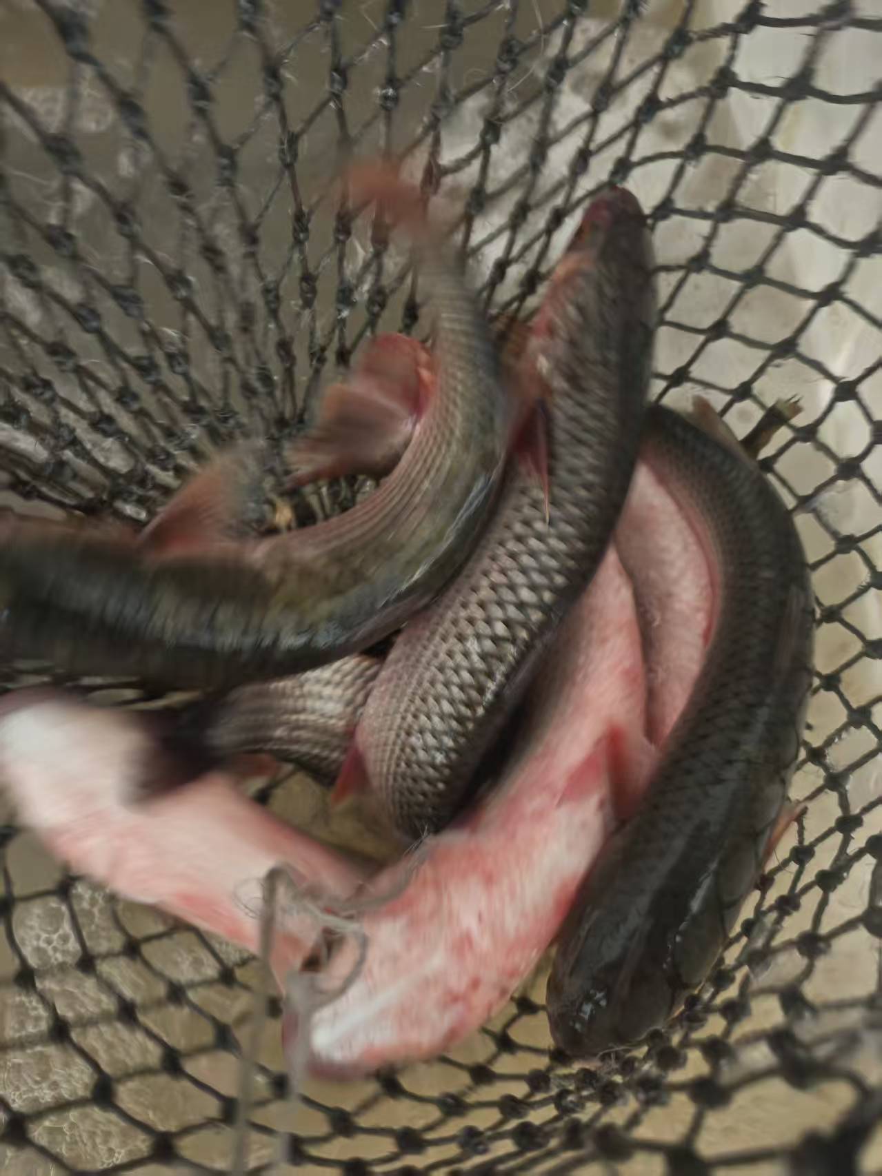 新鲜美味梭梭子鱼