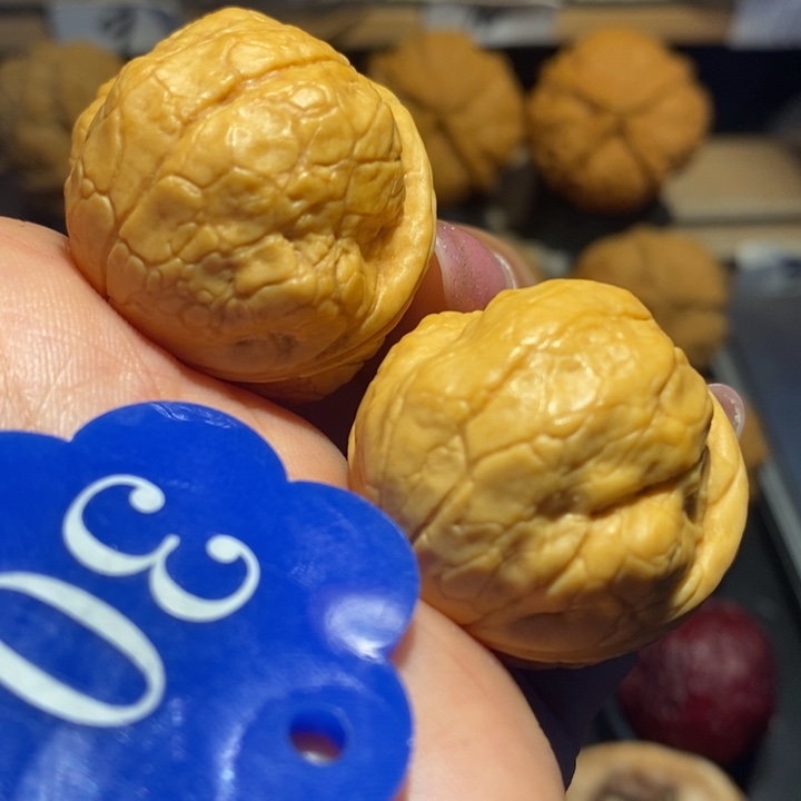 核桃天**上金刚鹦鹉尺寸31