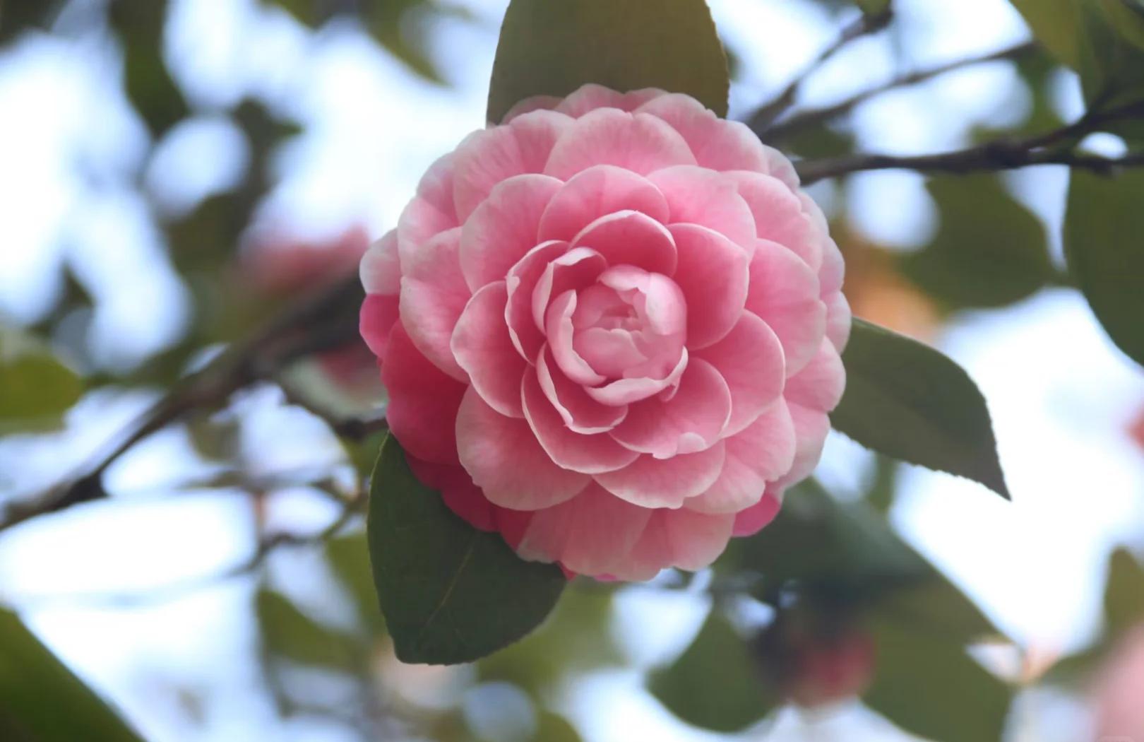 嫦娥彩多色稀有名贵品种茶花盆栽地栽室内室外好养易活花卉