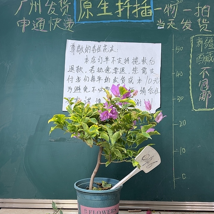 完全开放 金边浅紫  046