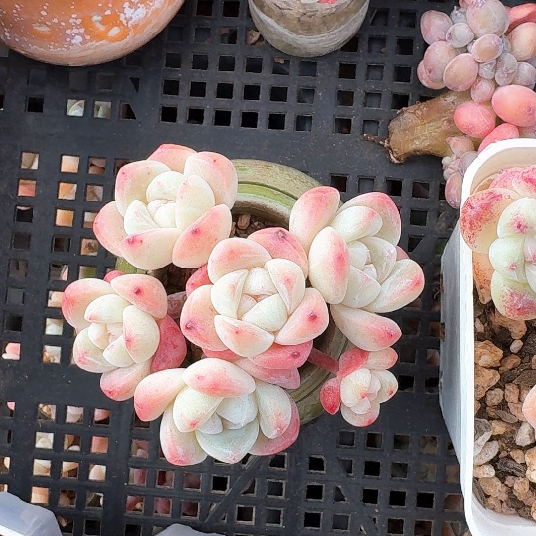 T***c6头捧花群生老桩多肉