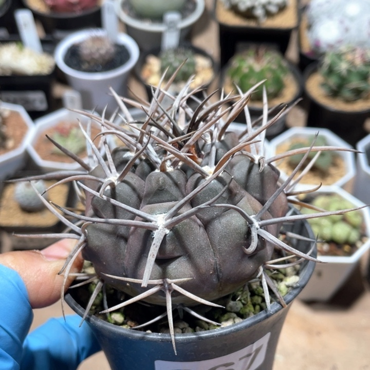 967实生狂刺守金摩天龙