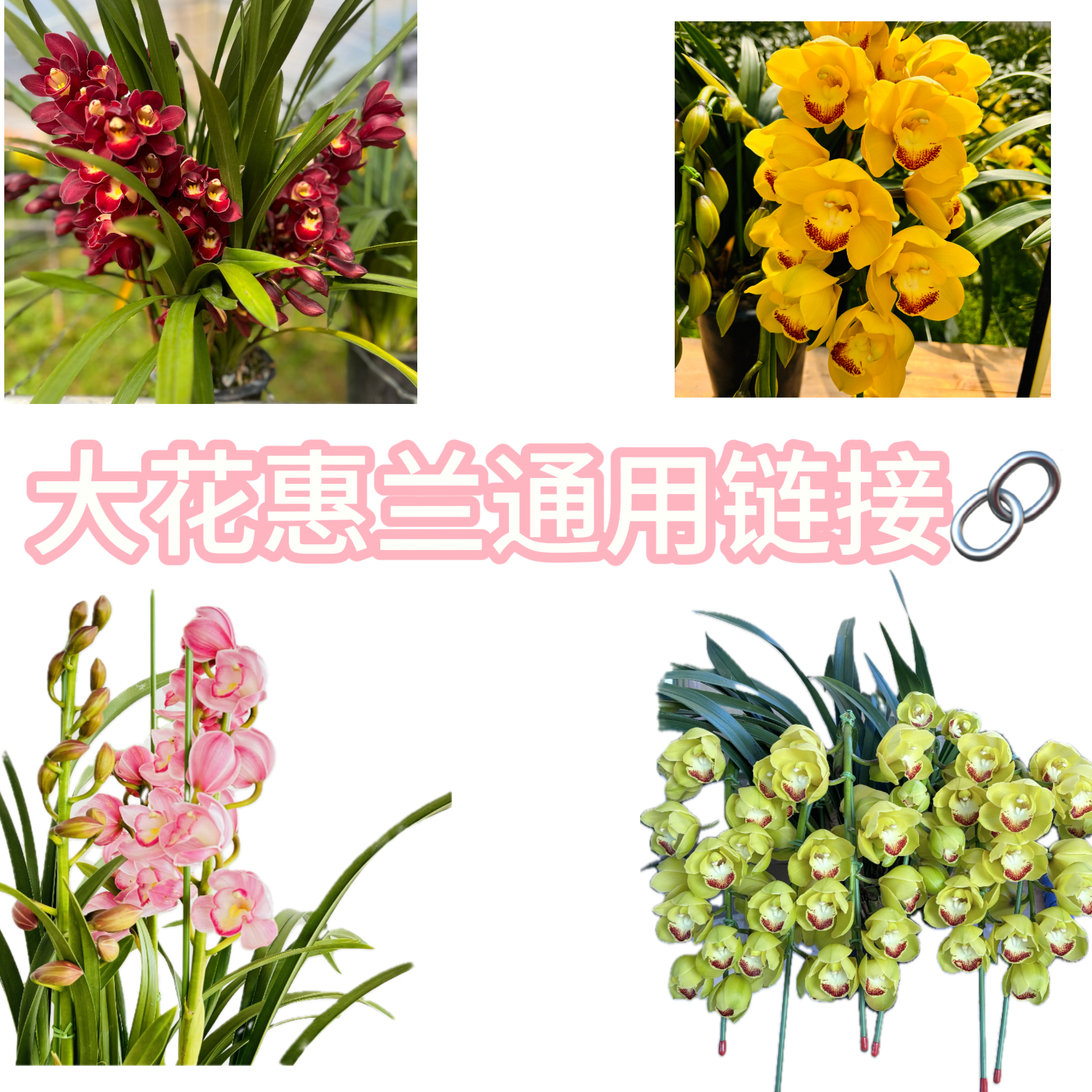 大花惠兰通用链接 【以直播间花花为准】