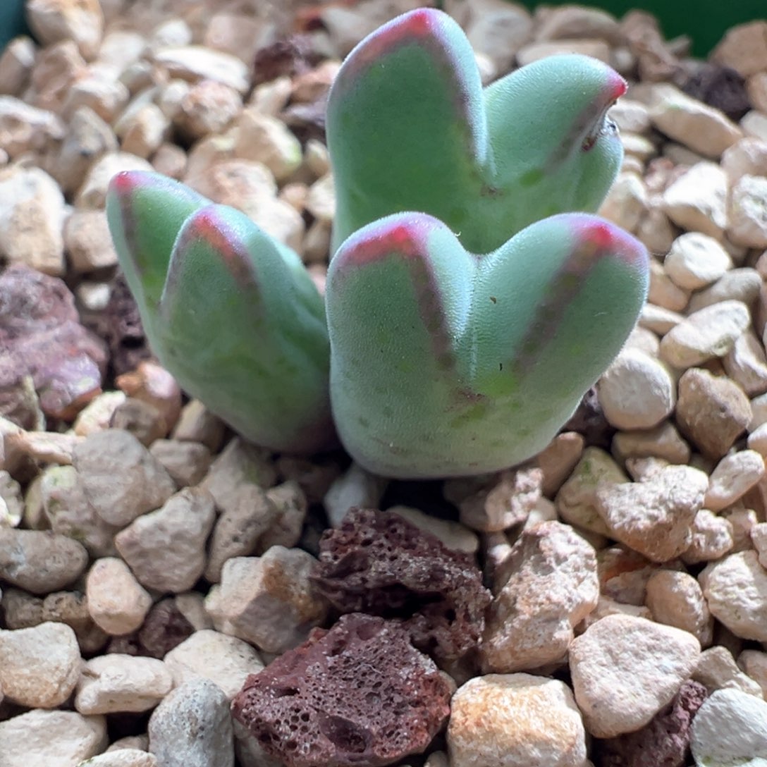 783优选园艺985猪蹄干疤福利