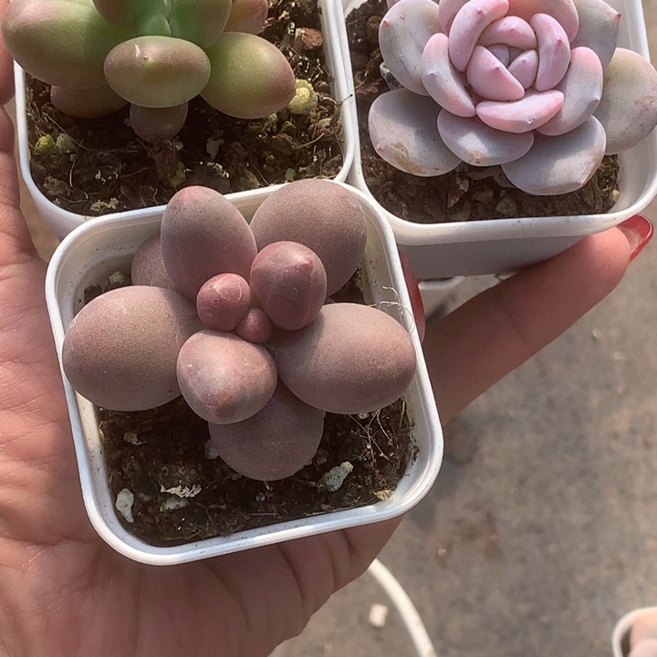 糖果。芒果。韩版奶茶。包邮