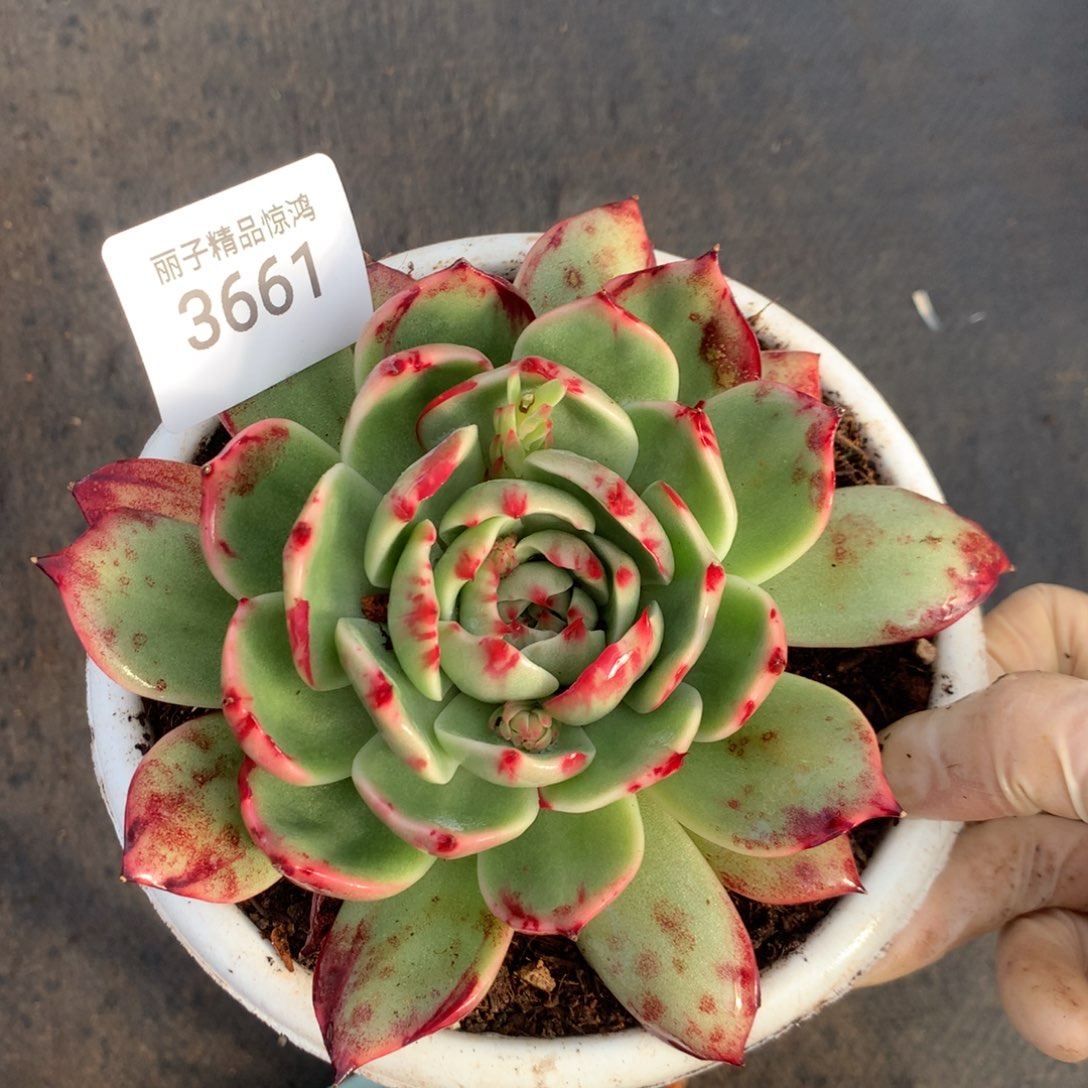 3661一物一拍12厘米