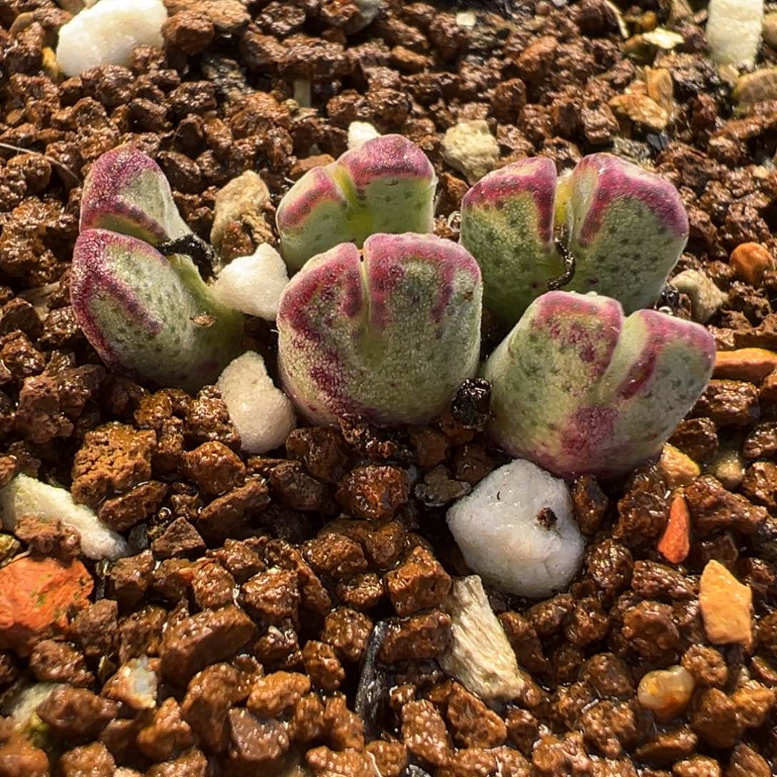 斑马多肉植物盆栽植物