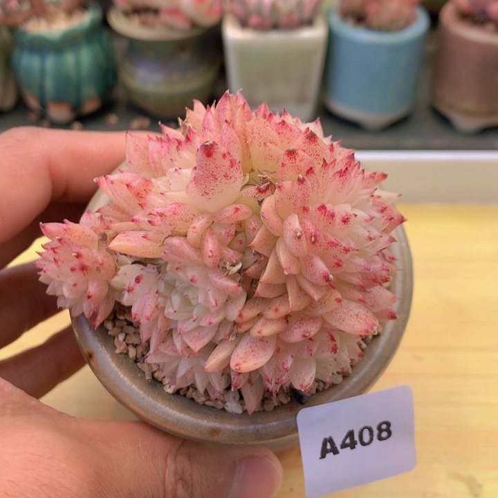 一物一拍满38包邮A408