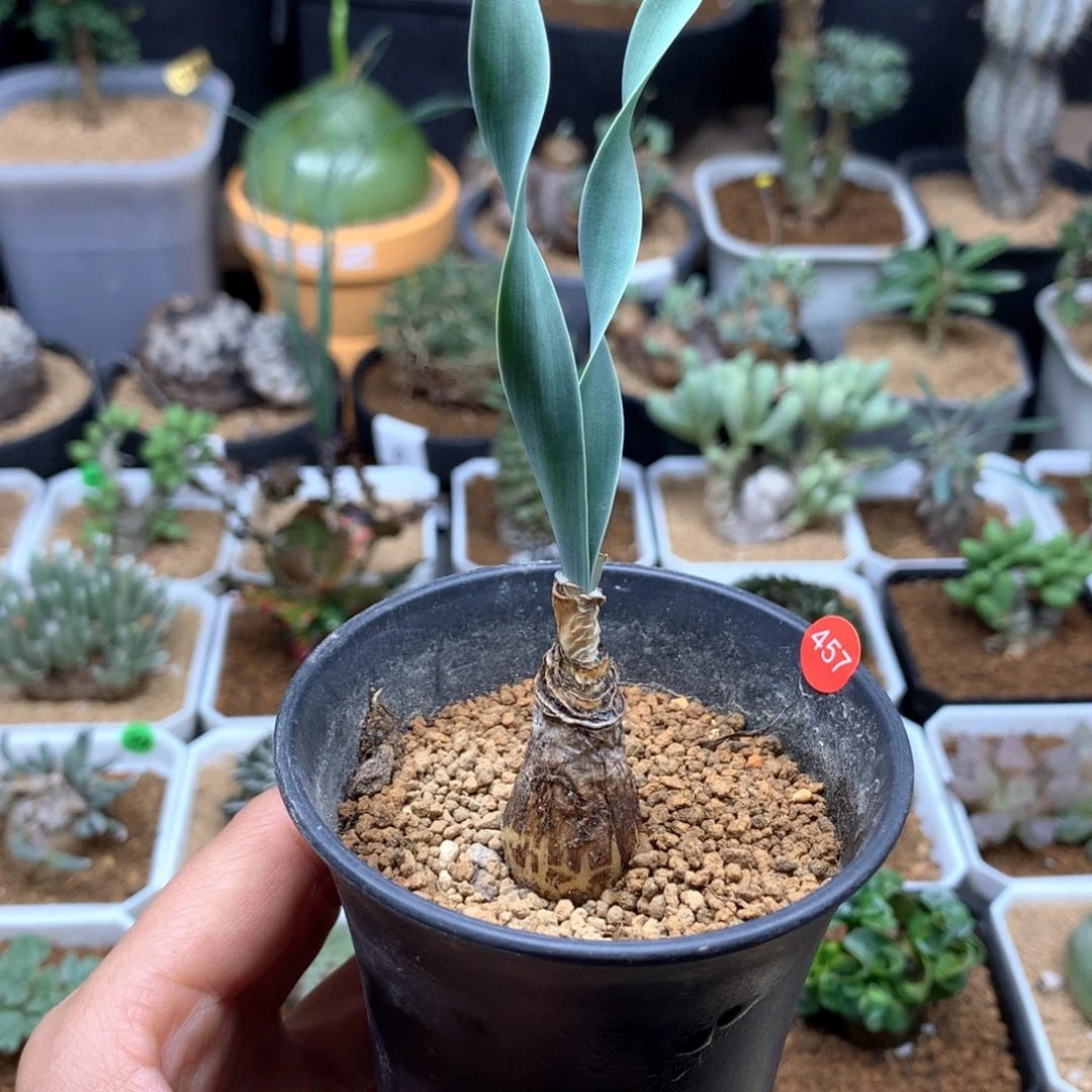 产地巨凤之卵带盆457