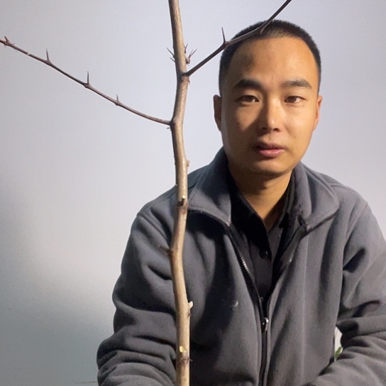 完全开放正宗山西蟠枣树苗58