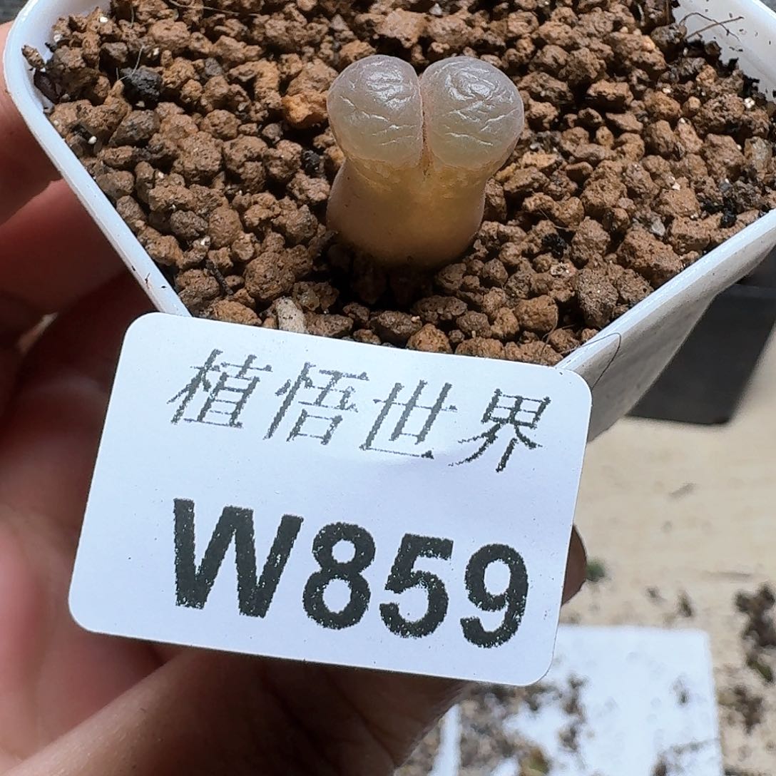 859盒的植物哇d f