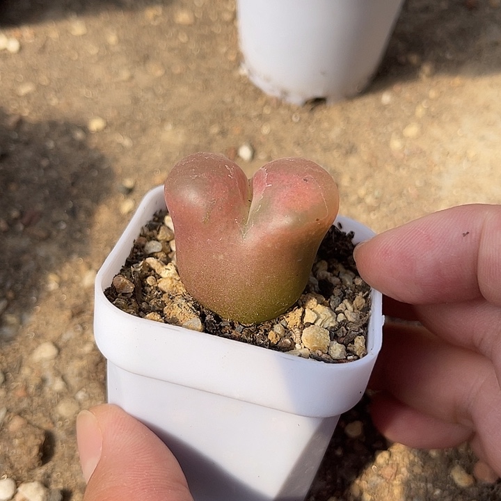 无花朵实生毛汉尼一物一拍