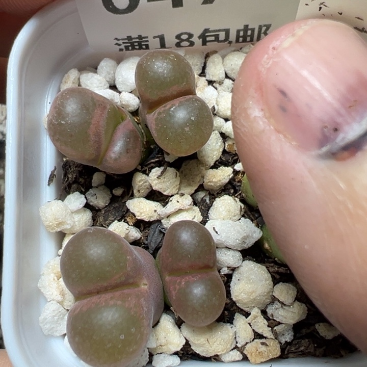 【闪购商品】047……