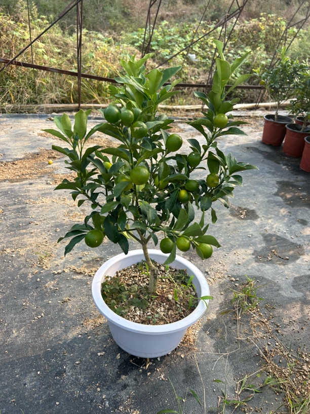 全甜无酸脆皮（有油包）金桔