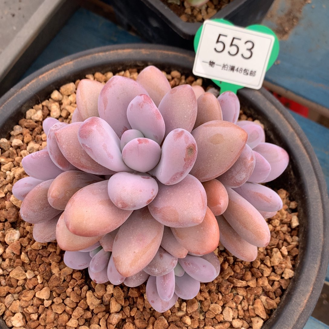 粉兔杂老桩无砍553