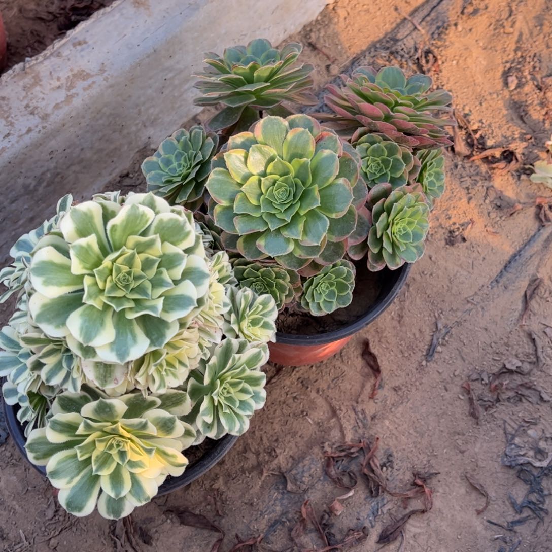 奶白迈巴赫800不包断枝