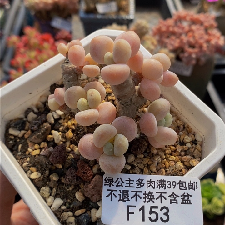 香水洛神老桩153多肉植物