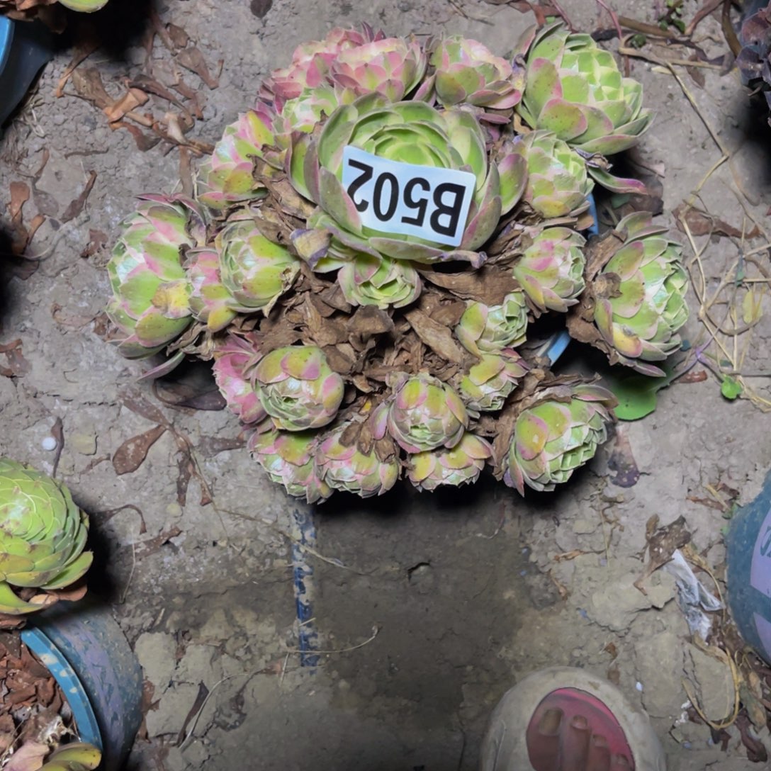 粉体海王14///4包邮