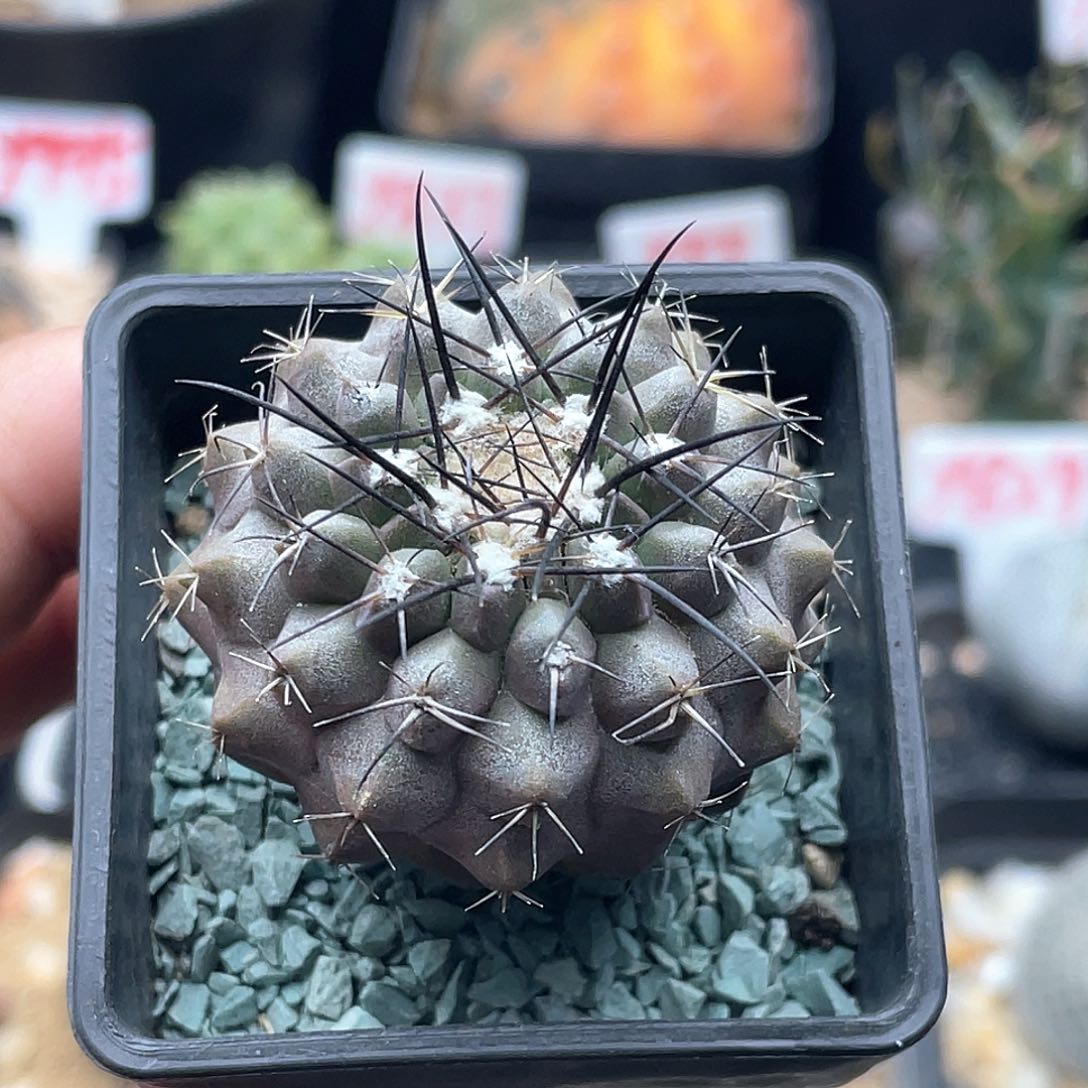 实生鬼神龙仙人球 