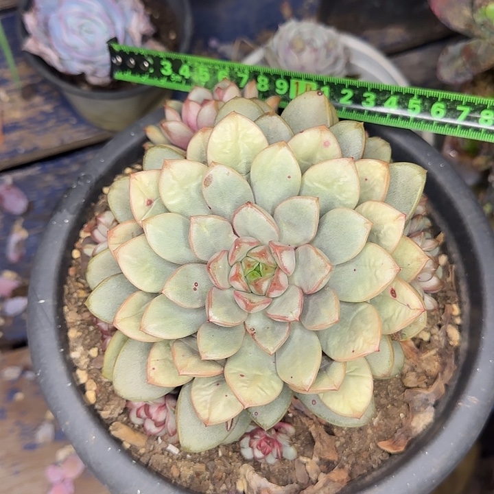 葡萄214 多肉植物一物一拍