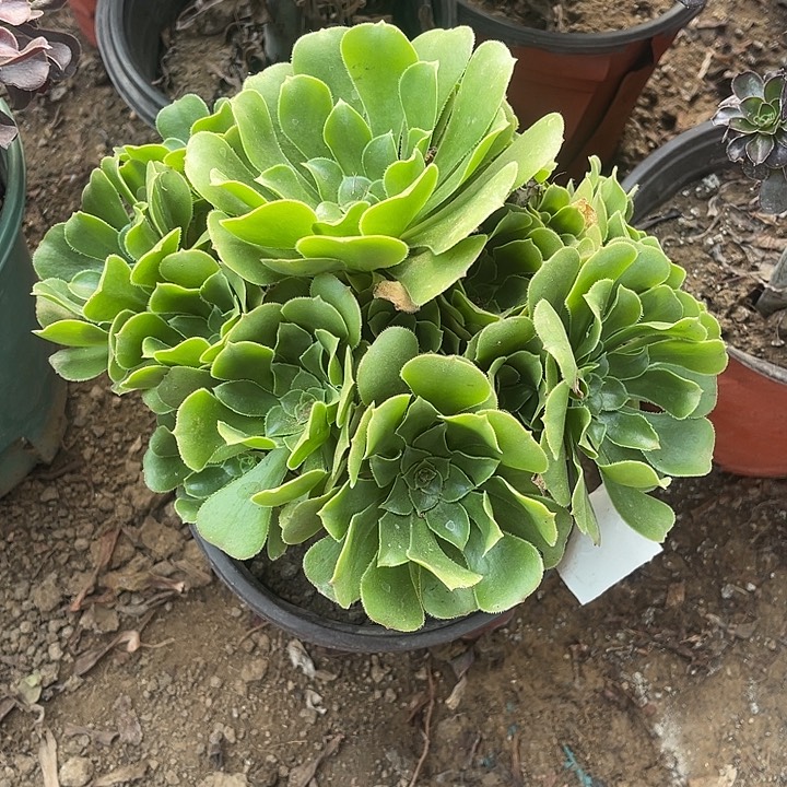 绿玫瑰玫瑰玫瑰玫瑰