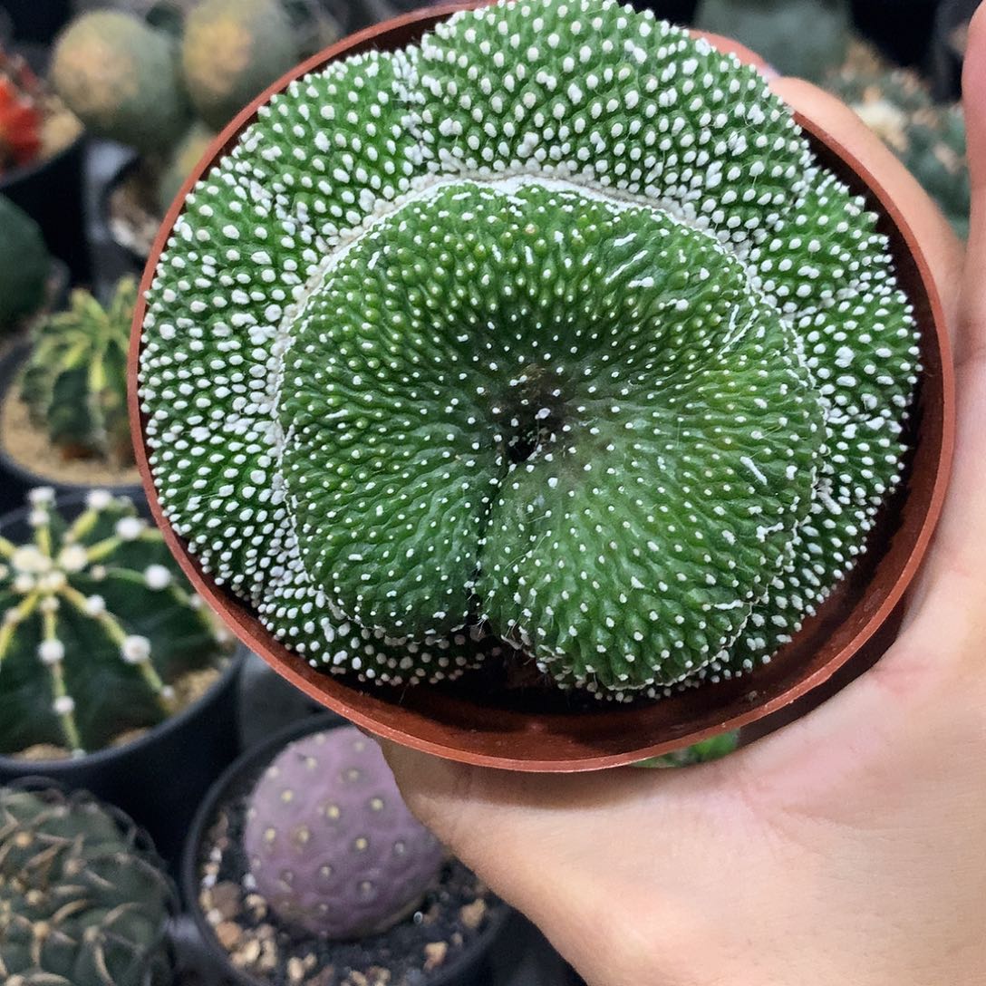 福利松露玉缀化仙人球