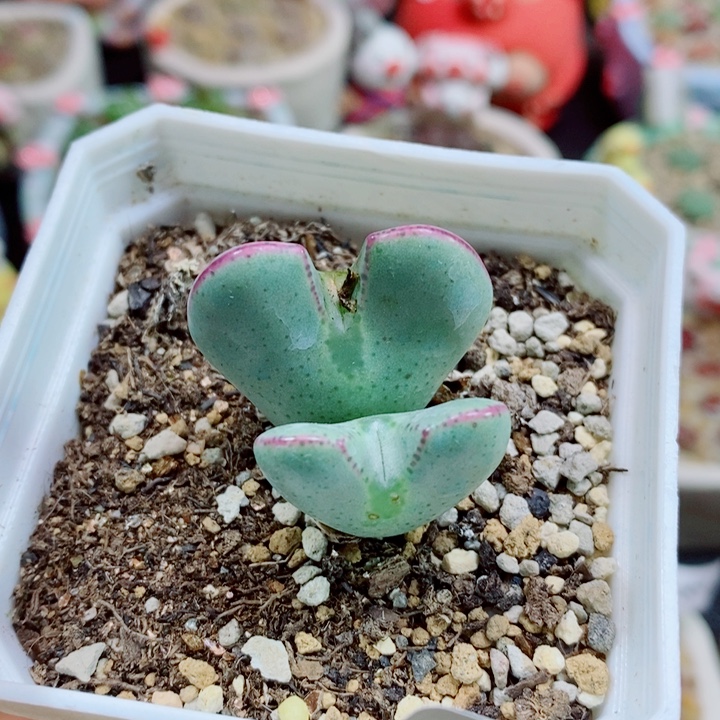 生石花花花花花花花花199