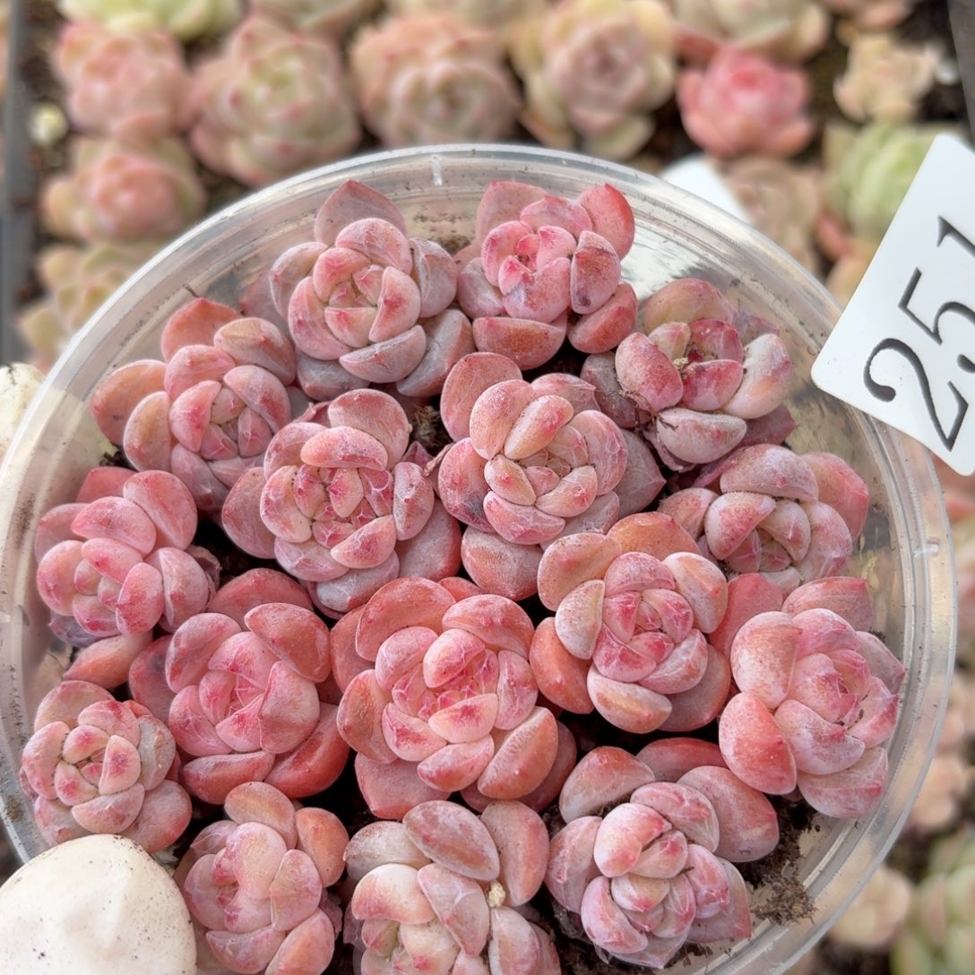 多肉植物多肉植物251