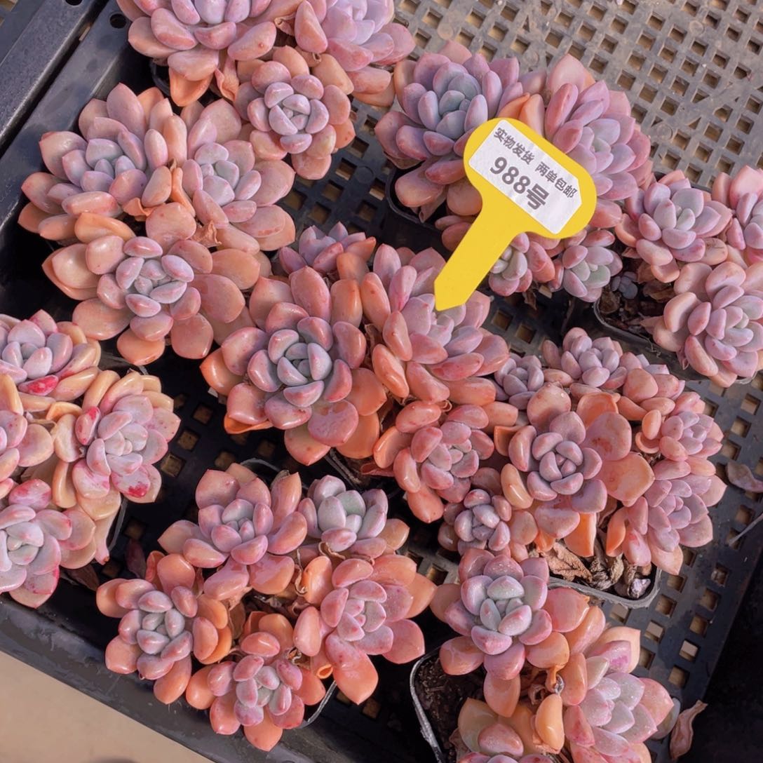 988号 白鹭花斑露老桩大群生一个