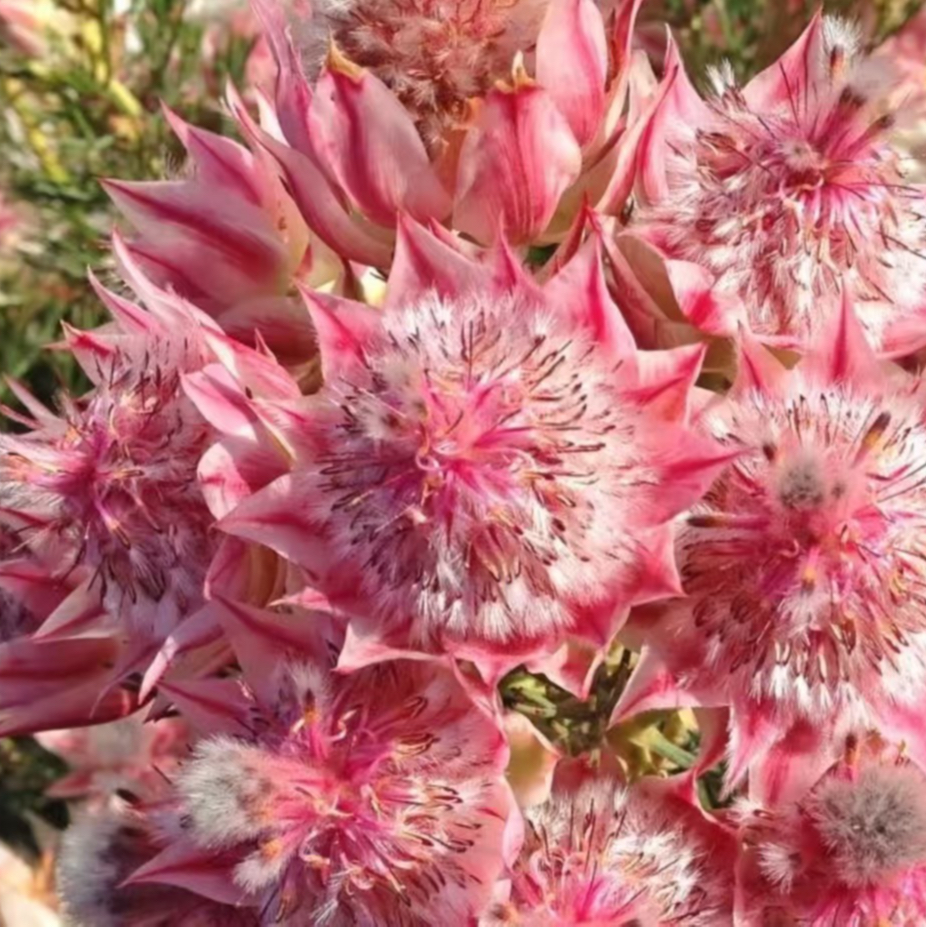 【南非进口新娘花】盆栽绿植花卉新款室内阳台高端新款