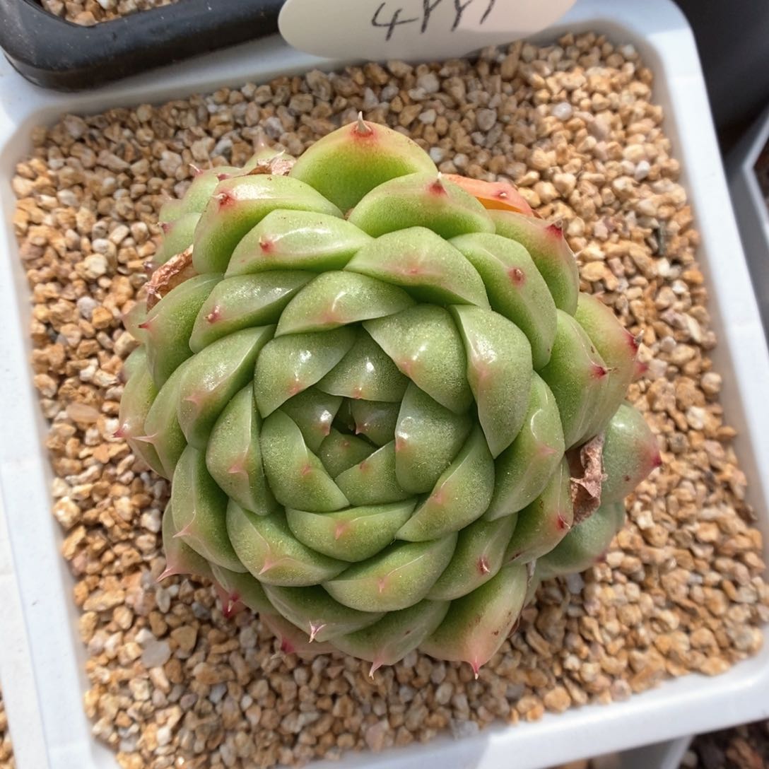 翡冷翠麦秆群生4991号。 